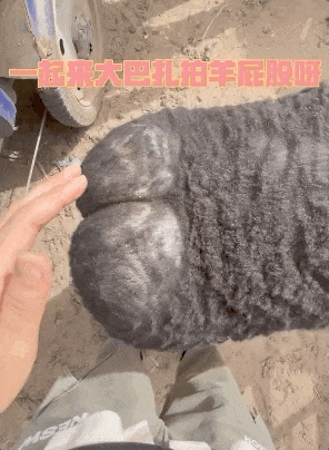 如果喀什失去羊屁股,将缺少一半的幽默感