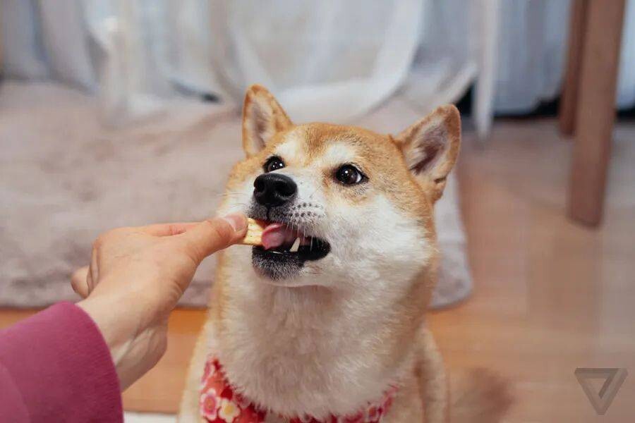 全世界最著名的狗狗去世了